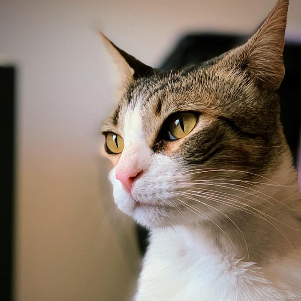 Miguelito, gato blanco con manchas atigradas, mirando a la distancia